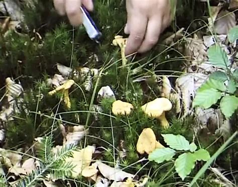 Heidi Porn Videos XHamster