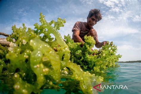 Budi Daya Rumput Laut Di Pulau Karimunjawa Antara News