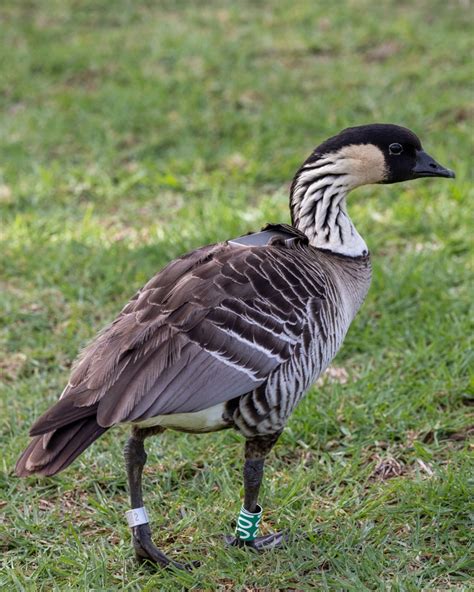 History of Nēnē Conservation - Nēnē Research & Conservation