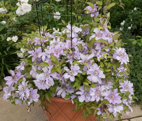 How To Grow Clematis In Pots Complete Guide