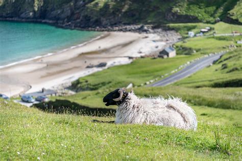 Einsamstes Schaf Gro Britanniens Nach Mehreren Jahren An Steilk Ste