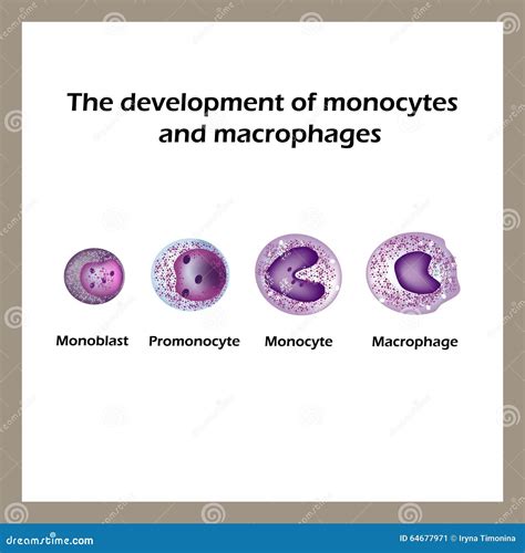 O Desenvolvimento Dos Monocytes E Dos Macrófagos Infographics