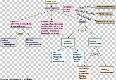 Gram Positive Bacteria Flow Chart