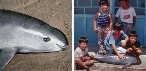 Vaquita: The Business of Extinction