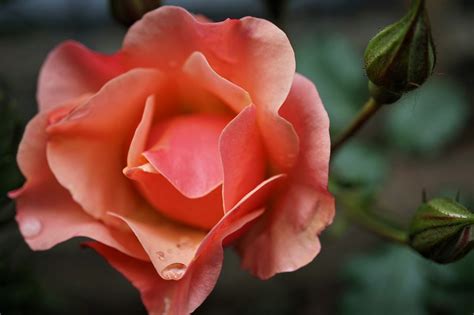 Rose Blume Pinke Kostenloses Foto Auf Pixabay