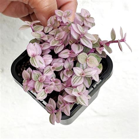Callisia repens 'Pink Panther' - 7cm | Plantsmith Indoor Plants Melbourne