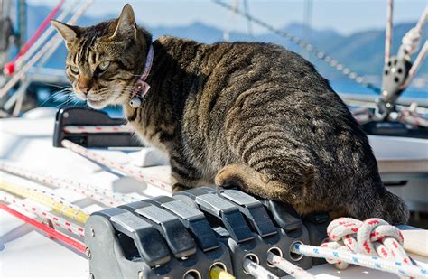 Sailing With Cats Tips For A Smooth And Enjoyable Experience