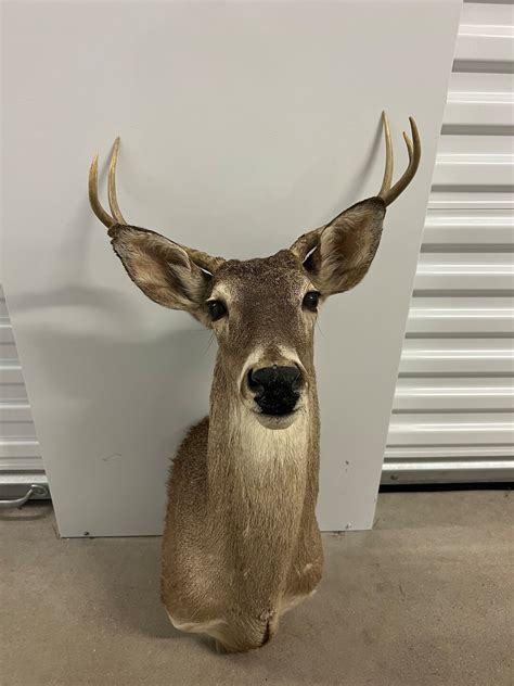 6PT Whitetail Deer Shoulder Mount - Etsy