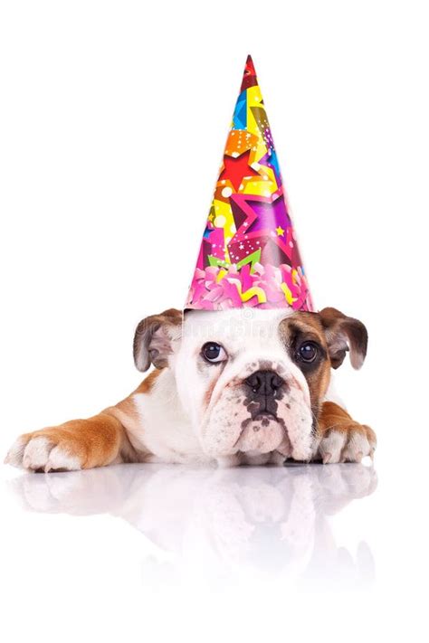 English Bulldog Puppy Wearing A Birthday Hat Stock Image Image Of