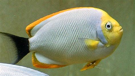 Male Masked Angelfish (Genicanthus personatus) | Tropical Fish Keeping