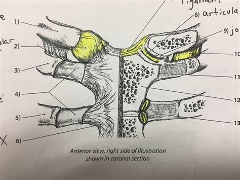 Shoulder And Arm Sternoclavicular Joint Diagram Quizlet