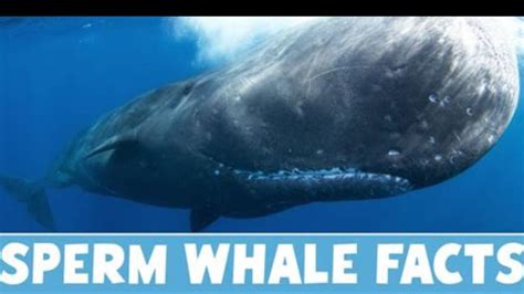 Sperm Whales Giants Of The Deep Youtube