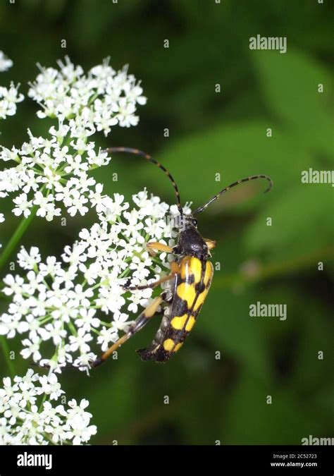 Close Up Of Rutpela Maculata The Spotted Longhorn A Beetle Species Of