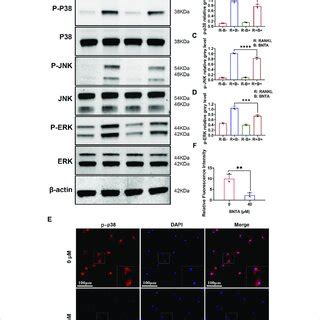 BNTA Inhibited Osteoclastogenesis Via The MAPK Signaling Pathway A