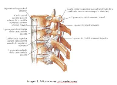 Columna Vertebral Slide Set