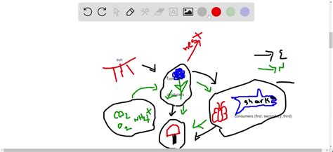 SOLVED:Label the following diagram of an ecosystem.