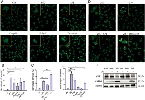 Triglyceride Breakdown From Lipid Droplets Regulates The Inflammatory