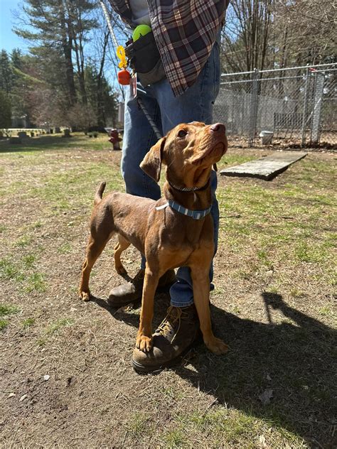 Humane Society for Greater Nashua | Nashua NH