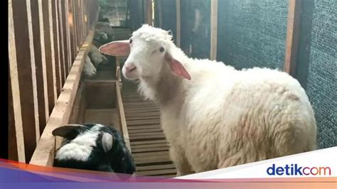 Cerita 3 Anak Milenial Yang Sukses Dan Bangga Jadi Peternak Kambing