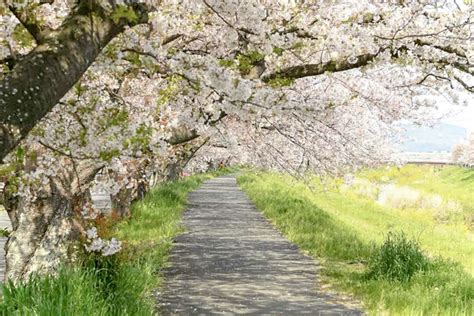 佐奈川堤の桜（桜並木）愛知県豊川市の観光・撮影スポットの名所 東海カメラマップ