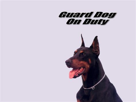 guard dog on duty - Dogs Wallpaper (13986125) - Fanpop