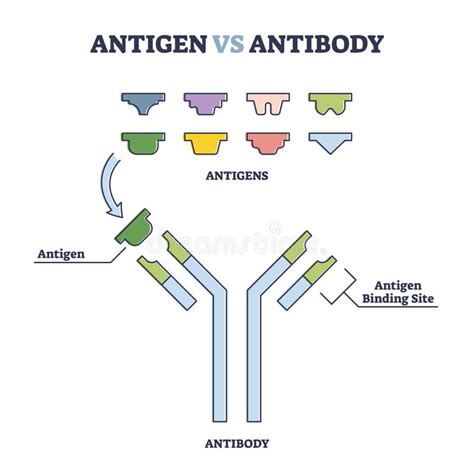 Antigen Antibody Reaction Diagram