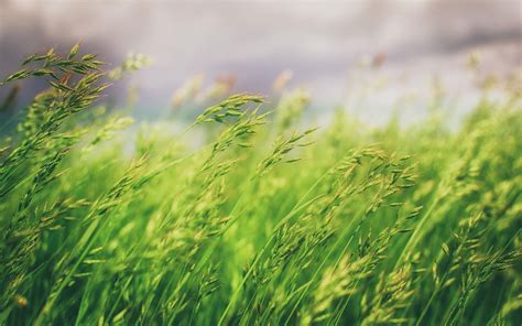 Natural Blur Background 4k