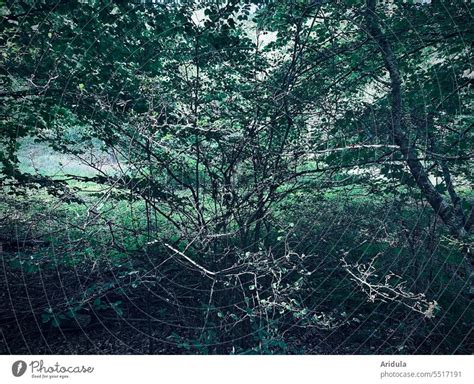 Dark green nature Forest - a Royalty Free Stock Photo from Photocase