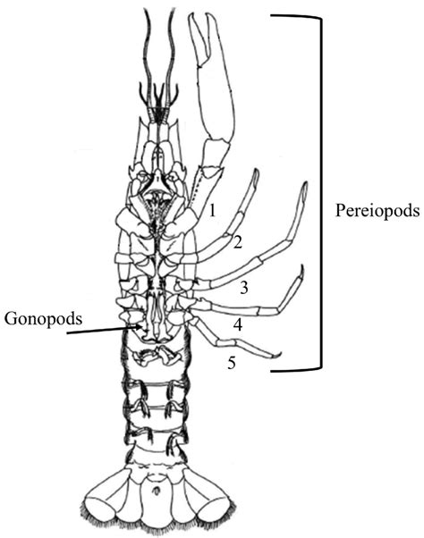 Ventral side of crayfish showing orientation and locations of ...