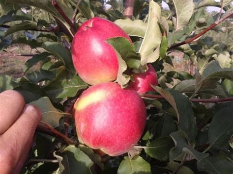 Купить саженцы яблоня Лигол (Лиголь) - Макси Сад