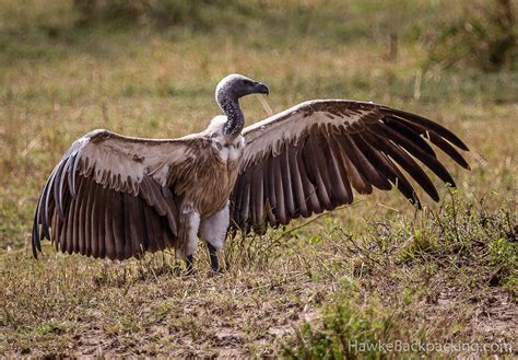 Serengeti Birds - HawkeBackpacking.com