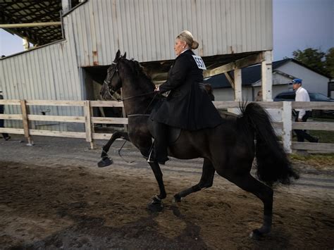 The Tennessee Walking Horse Horse Show Circuit and Upcoming Events 9