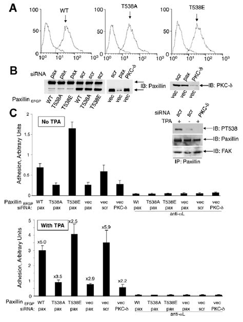 Involvement Of T Paxillin Phosphorylation In Lfa Mediated Cell