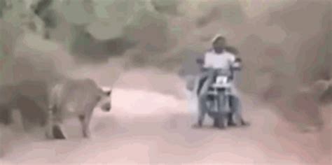 Clip thanh niên chạm trán hổ dữ ở giữa đường và cái kết gay cấn