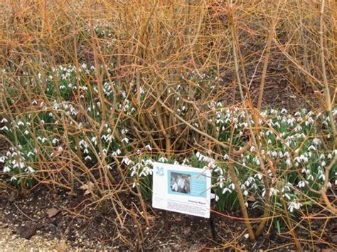 Judy's Snowdrops - Anglesey Abbey