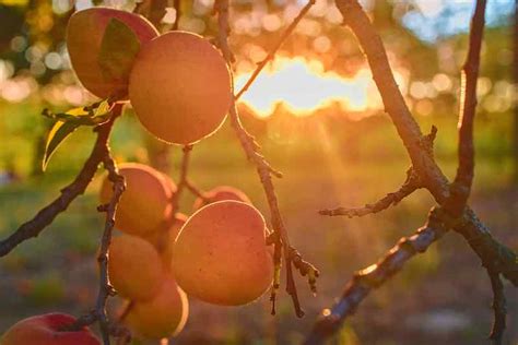 Apricot Tree Care: How To Grow Apricot Trees - Minneopa Orchards