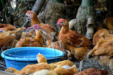 Organic Chicken FAQ: Is it worth buying? - Chicken Breed Guide