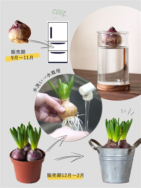 ヒヤシンス球根水栽培用鉢植え予約受付育て方付きで販売