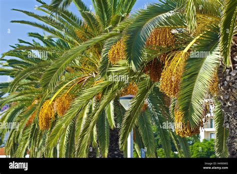 Palm Avenue Hi Res Stock Photography And Images Alamy
