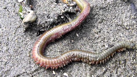 Разные Черви Представленные На Фото Животные Относятся — Картинки ...