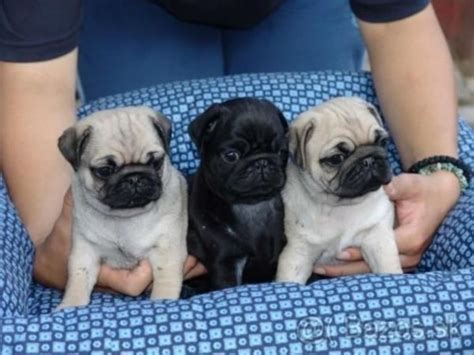 Son Los Pugs Negros Mas Agresivos