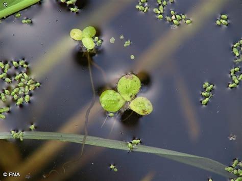 Lesser Duckweed Fontenelle Forest Nature Search Fontenelle Forest