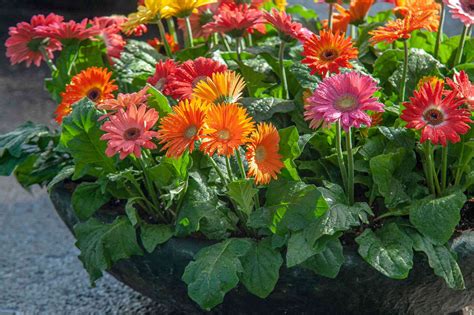 How To Grow Gerbera Daisy From Seed Storables