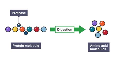 Digestive Enzymes And Absorption Nutrition Digestion And Excretion