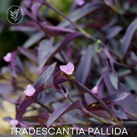 Tradescantia Pallida Care Guide Unlock The Secrets To A Vibr