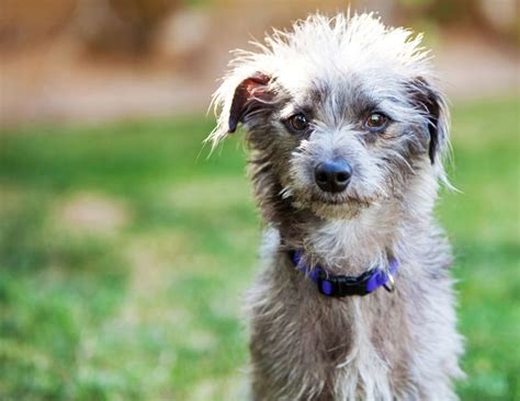 personalized dog daycare  mixed breed dogs kennel connection