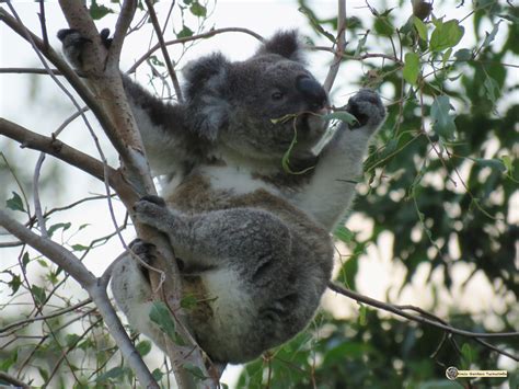 Diet – the KOALA