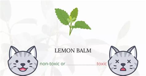 Can Cats Eat Lemon Balm Safety Benefits And Precautions