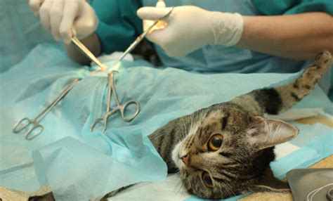 Castra O Em Gato Saiba Tudo Sobre Esse Procedimento