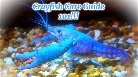 The Ultimate Crayfish Care Guide Youtube